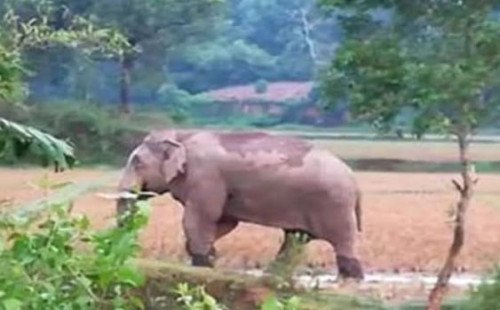 হাতির পায়ে পিষ্ট হয়ে প্রাণ গেল স্ত্রীর, বেঁচে গেলেন স্বামী 