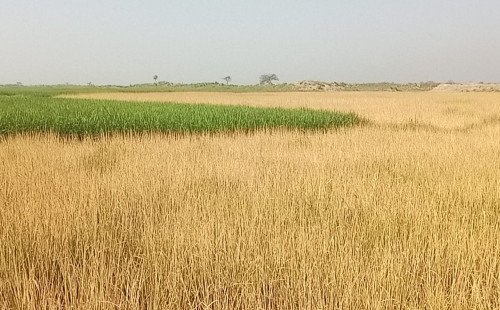 সাপাহারে প্রভাবশালী ভূমি দস্যুর রোষানলে পড়ে কয়েকটি অসহায় পরিবার সর্বশান্ত 