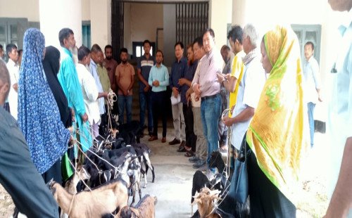 ‎দরিদ্র জেলেদের বিকল্প কর্মসংস্থান সৃষ্টির জন্য মৎস্য অফিস কর্তিক ছাগল ও শুকর বিতরণ 