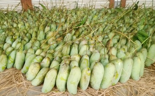 সাপাহারকে ঘিরে দুই দিনব্যাপী ‘ম্যাংগো ফেস্টিভ্যাল -২০২৫’ অনুষ্ঠিত হতে যাচ্ছে 