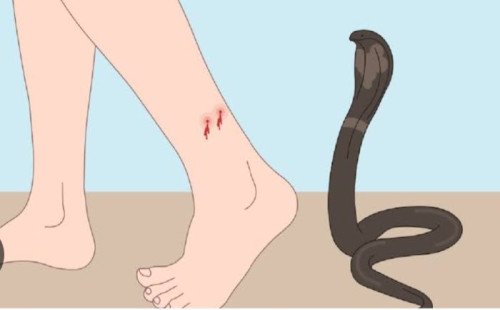 সাপাহারে সাপের কামড়ে  মাদ্রাসা ছাত্রের মৃত্যু 