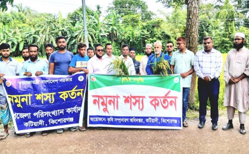 কটিয়াদীতে আউস ধানের নমুনা শস্য কর্তন উদ্বোধন 