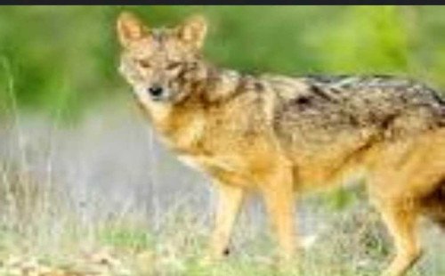 গফরগাঁওয়ে শিয়ালের কামড়ে দুই শিশুসহ আহত- ৬ 