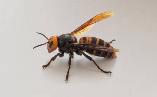 নবীনগরে ভিমরুলের কামড়ে শিশুর মৃত্যু 